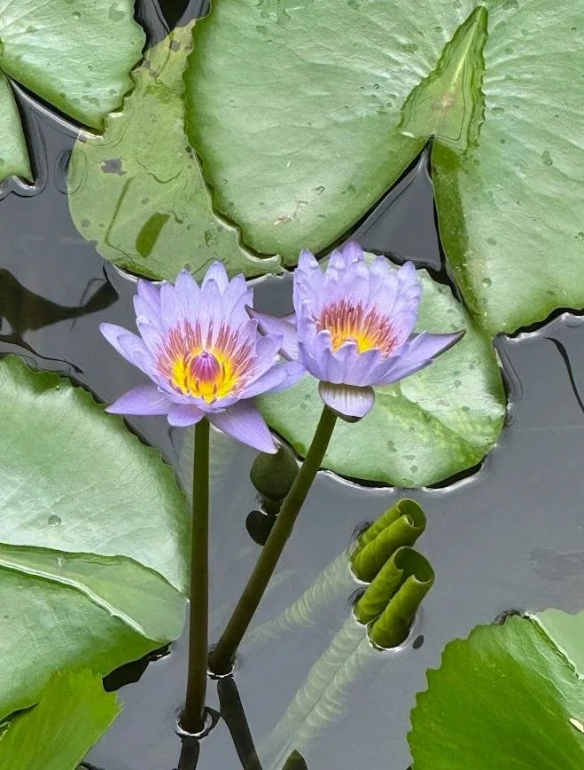 Water lilies in Belize