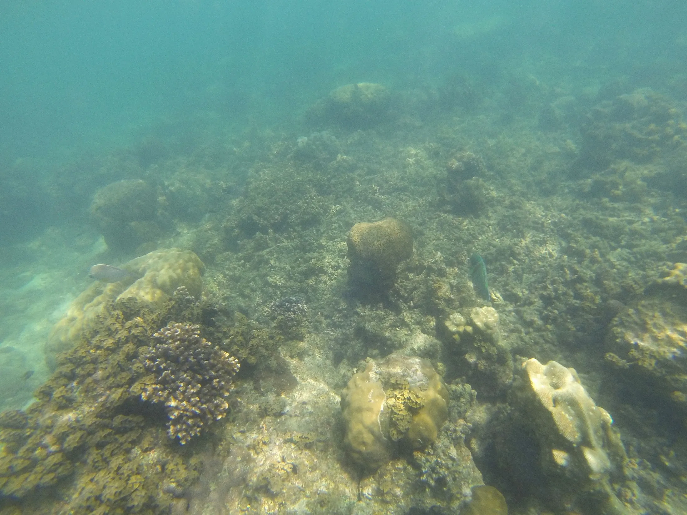 Coral formations beneath clear tropical water